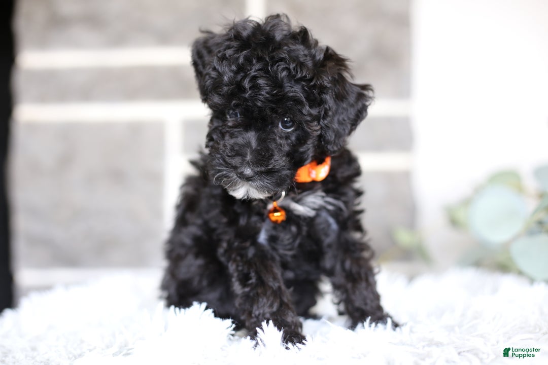 Miniature Poodle dogs for sale: Gracie  - Ad 6