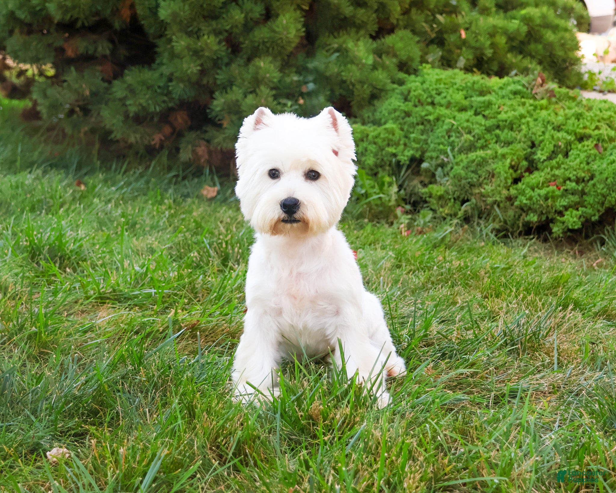 West Highland Terrier Puppies for sale in Indiana Lancaster Puppies