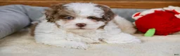 Shihpoo dogs for sale: Radlee - Ad 7