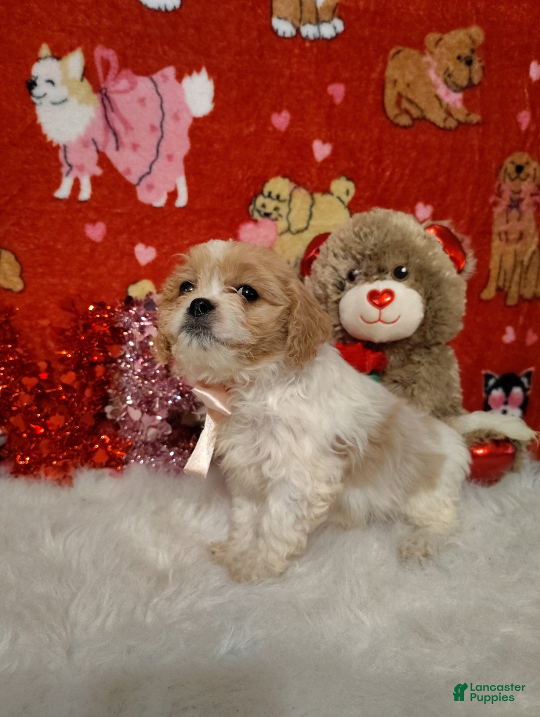 Cavapoo dogs for sale: Stella - Ad 5