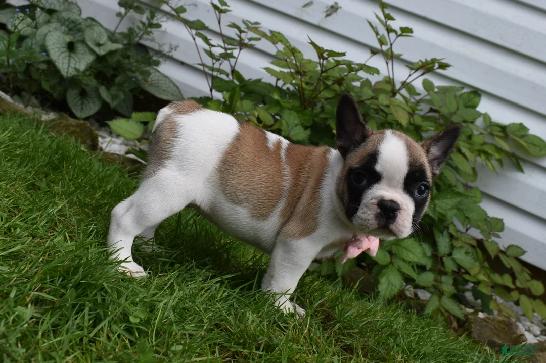 Frug dogs for sale: Ladybug - Ad 4