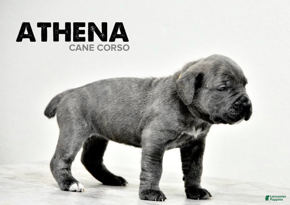 Cane Corso dogs for sale: Athena - Ad 3