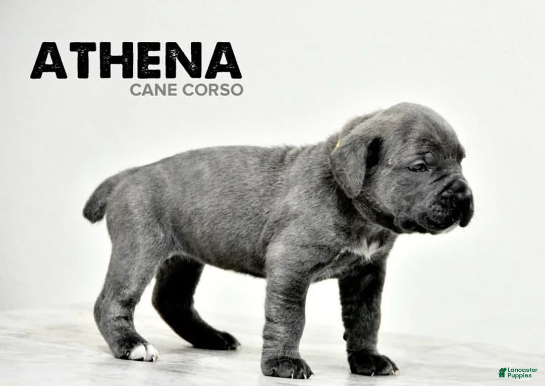 Cane Corso dogs for sale: Athena - Ad 1
