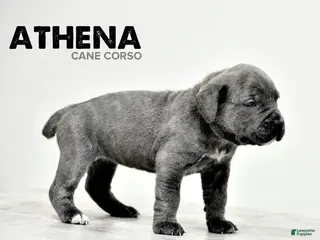 Cane Corso dogs for sale: Athena - Ad 3