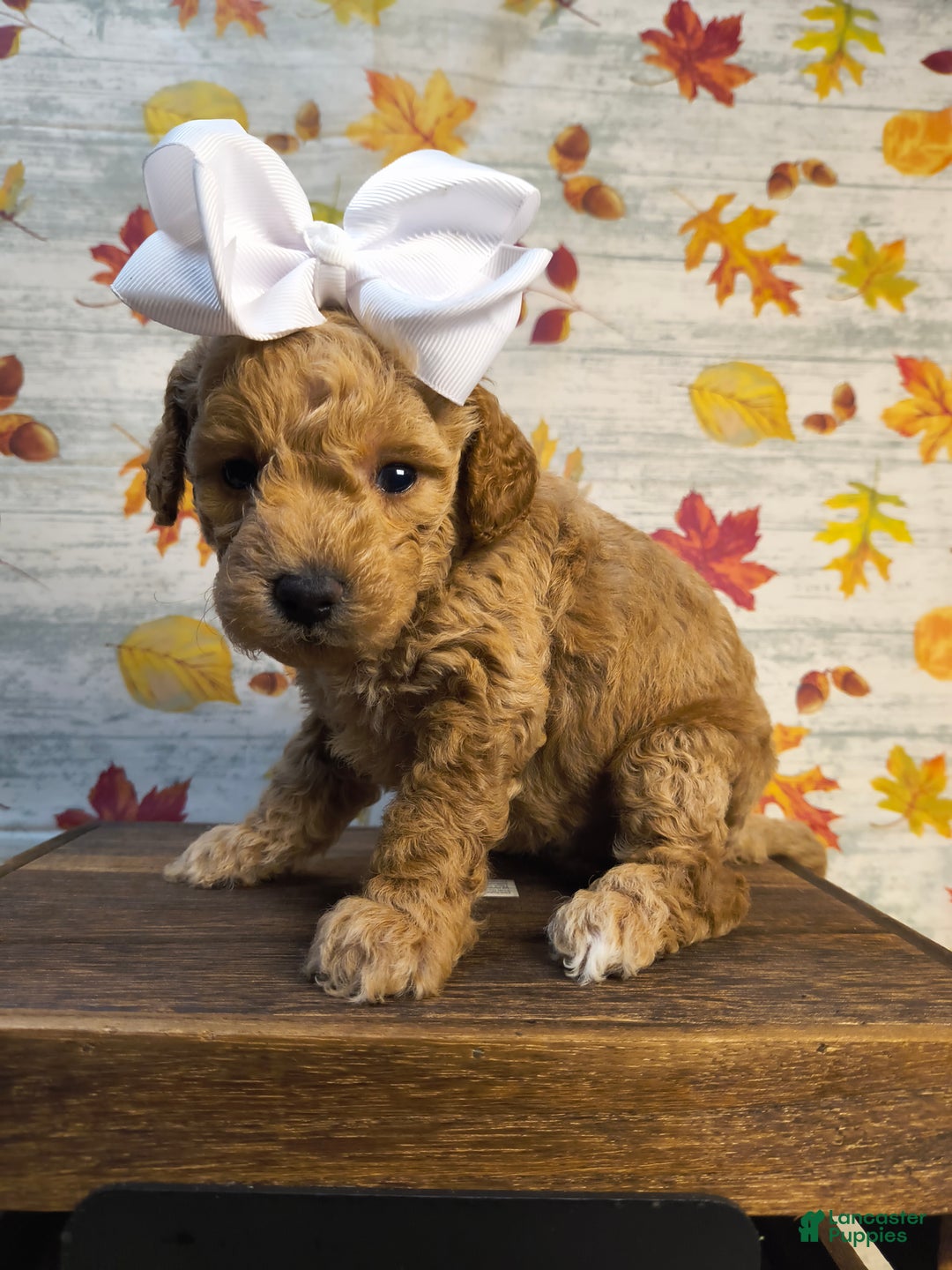 Mini Goldendoodle dogs for sale: Aplecrisp  - Ad 4