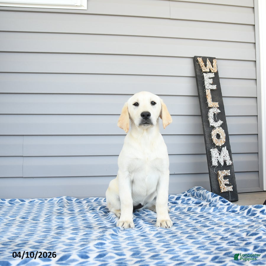 Goldador dogs Kenya - Ad 1