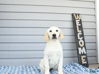 Goldador dogs for sale: Kenya - Ad 1