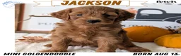 Mini Goldendoodle dogs for sale: Jackson - Ad 1