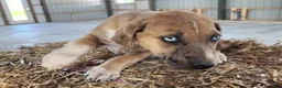 Catahoula Leopard Dog dogs for sale: Duchess 2026 Female 2 - Ad 17