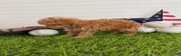 Cavapoo dogs for sale: Bunt - Ad 4