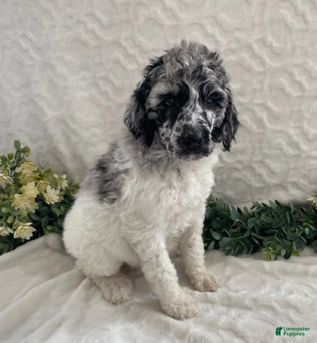 Standard Poodle dogs for sale: Kora- genetic clear - Ad 1