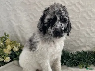 Standard Poodle dogs Kora- genetic clear - Ad 42