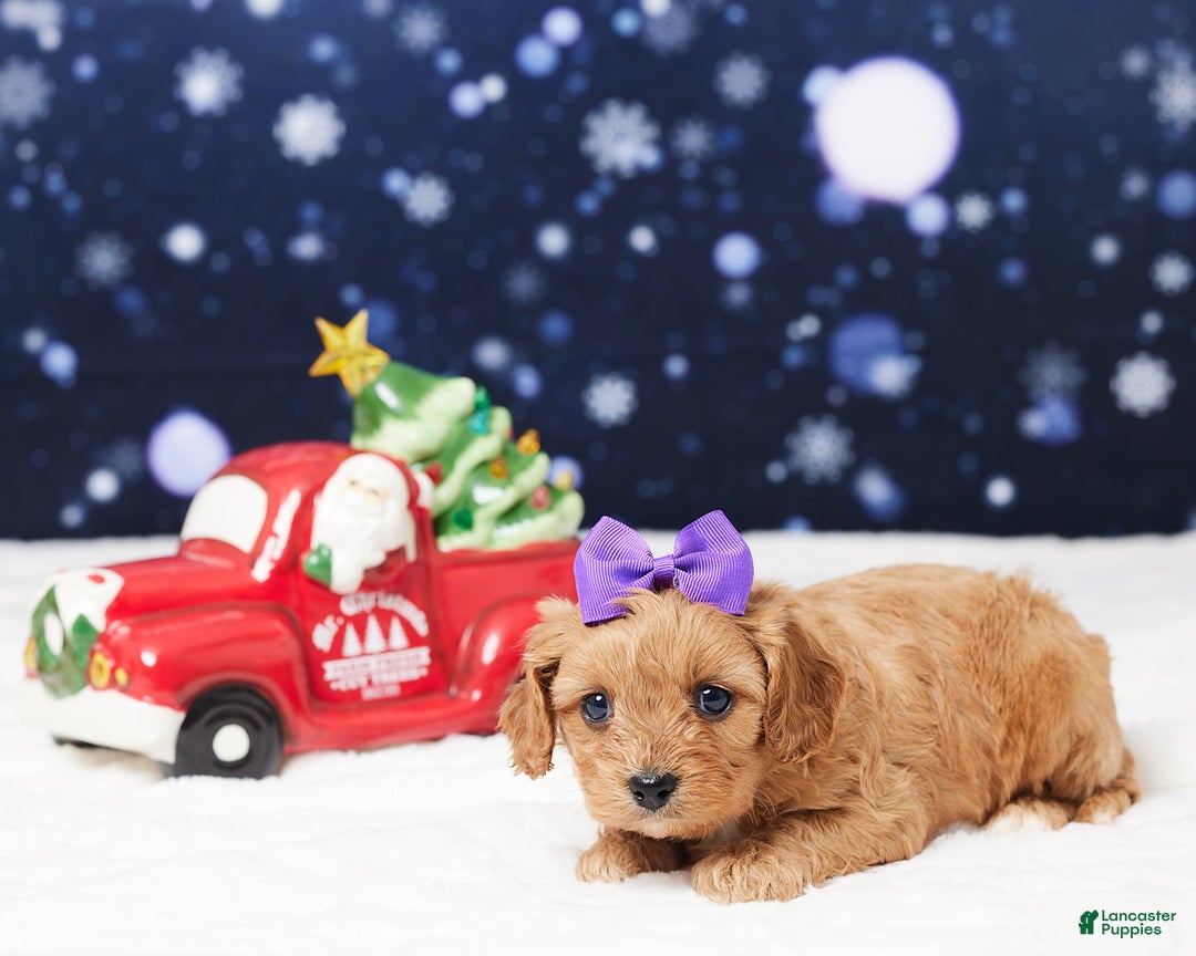 Cavapoo dogs for sale: Sheila - Ad 1