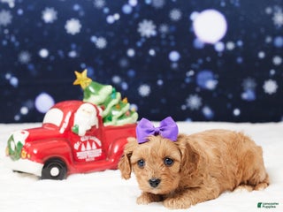 Cavapoo dogs Sheila - Ad 37