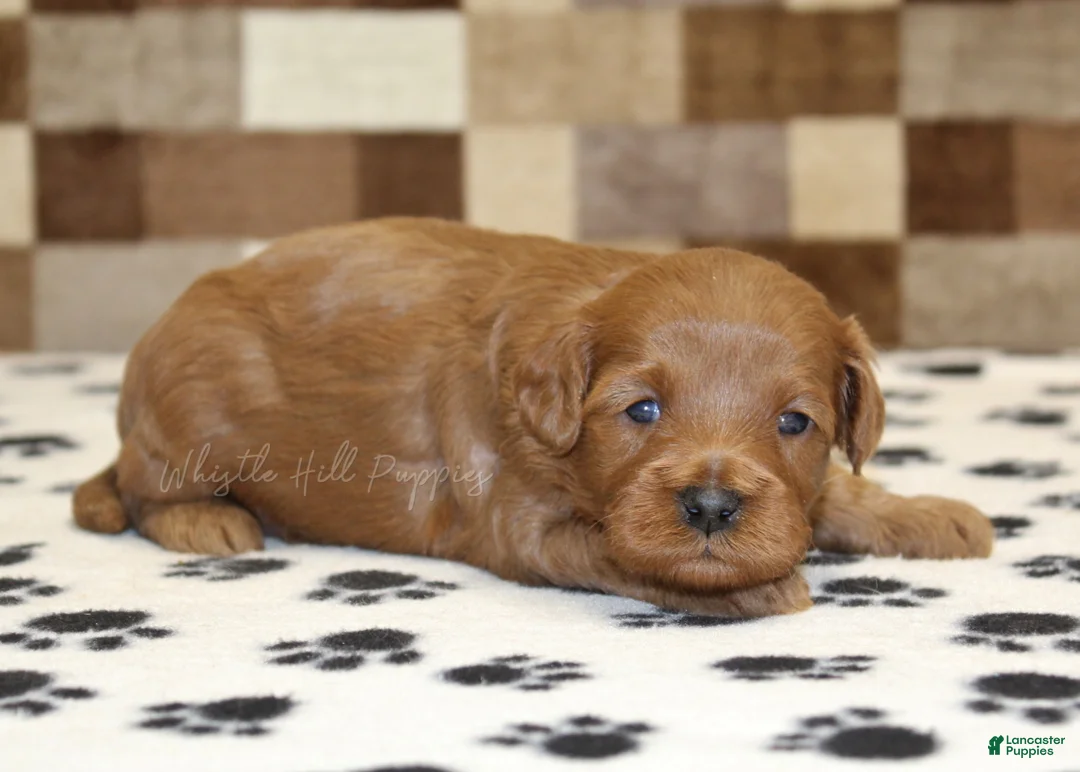 Cavapoo dogs for sale: Oscar - Ad 2