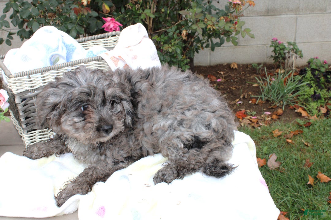 Cavapoo dogs for sale: Cavapoo Puppy 1 Silver - Ad 2