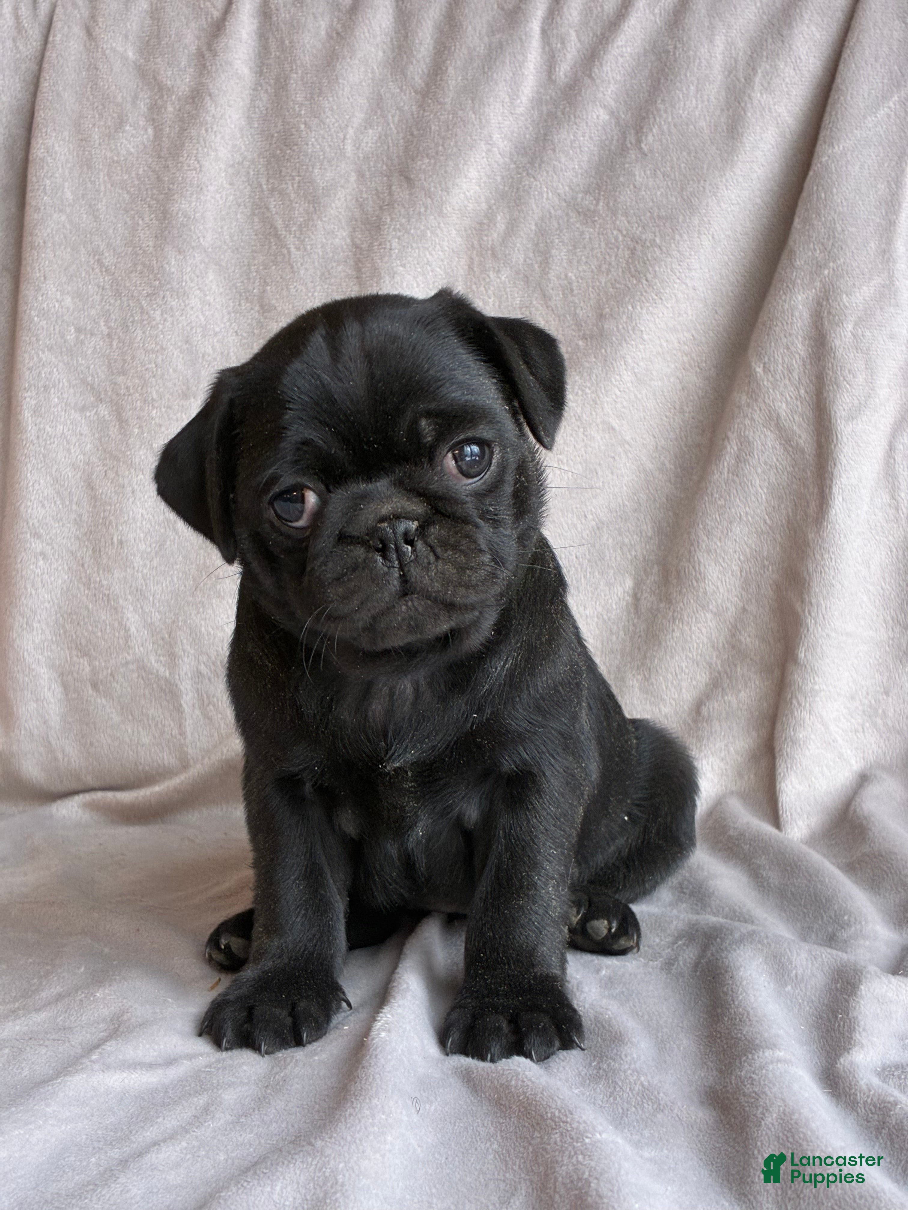 Pug dogs Luna - Ad 2