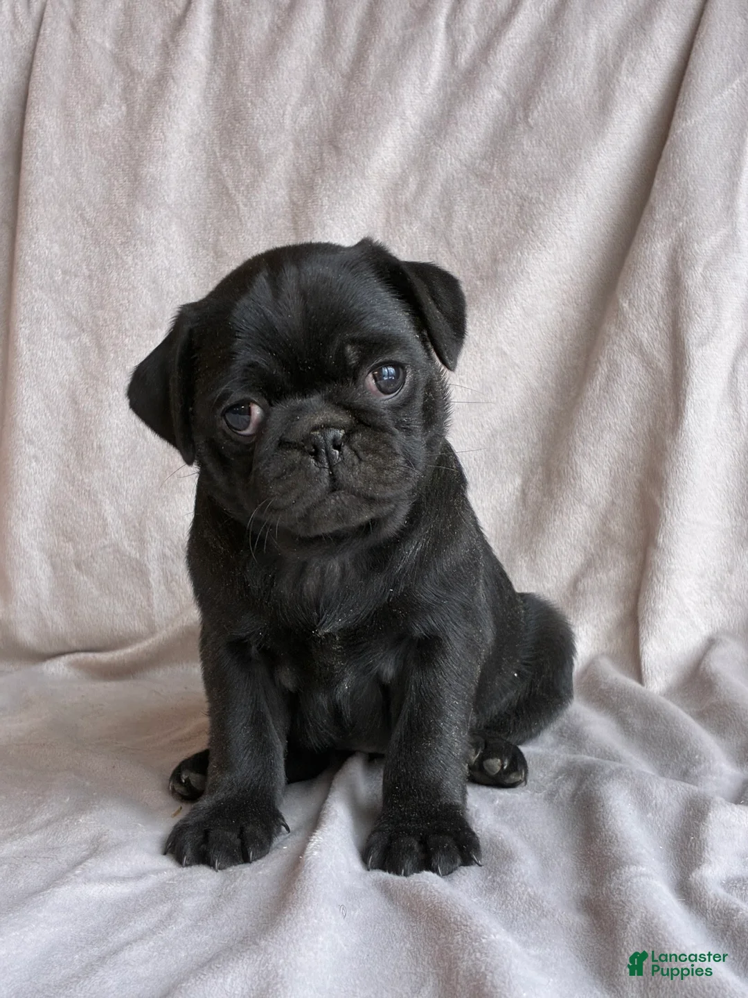 Pug dogs for sale: Luna - Ad 2
