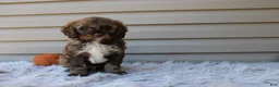 Cavapoo dogs for sale: Jaxson - Ad 9