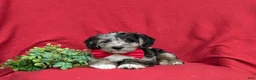 Corgipoo dogs for sale: Dameon - Ad 5