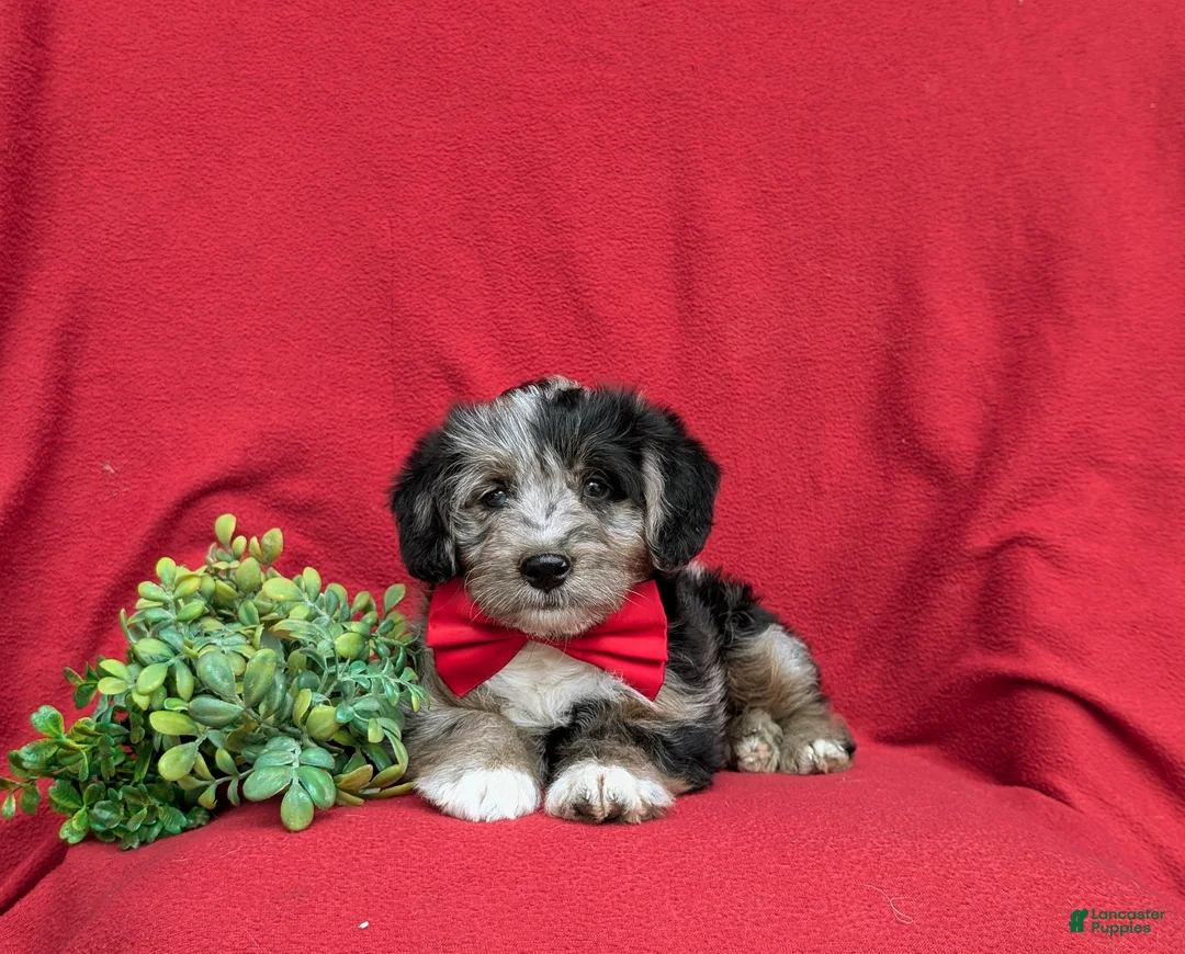 Corgipoo dogs for sale: Dameon - Ad 5