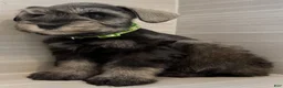Miniature Schnauzer dogs for sale: Buzz - Ad 7