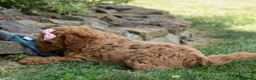 Cavapoo dogs for sale: NELLIE - Ad 7