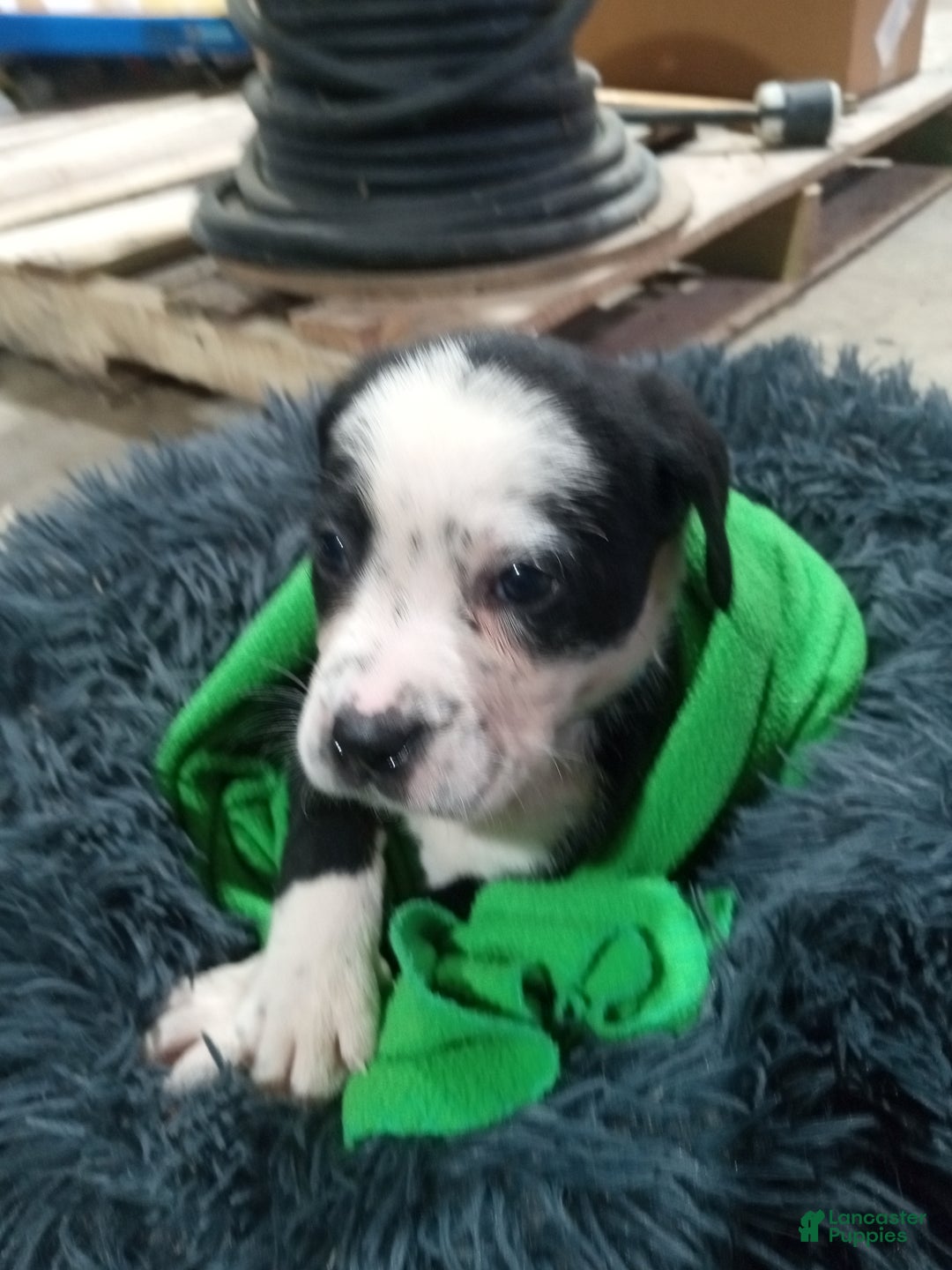Mixed Breed dogs for sale: Lilly - Ad 4