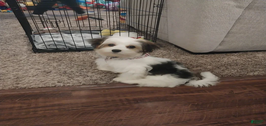 Gallery Image {{count}}