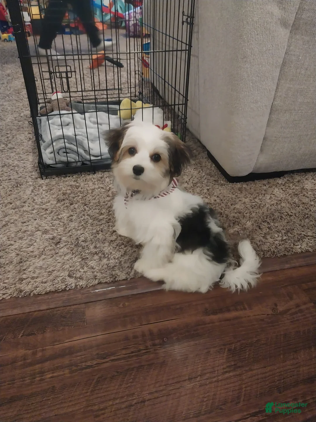 Gallery Image {{count}}