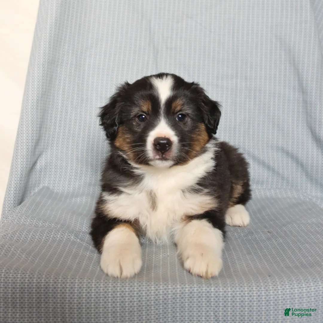 Miniature Australian Shepherd dogs for sale: Chance - Ad 1