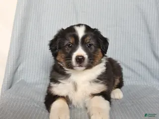 Miniature Australian Shepherd dogs for sale: Chance - Ad 4