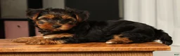 Yorkshire Terrier dogs for sale: Brandy - Ad 8