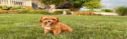 Maltipoo dogs for sale: Maltipoo Puppy 4 male  - Ad 10