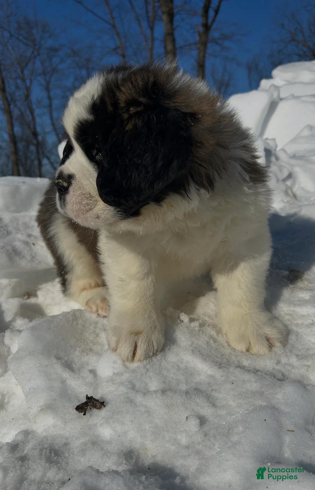 Saint Bernard dogs for sale: Bertha - Ad 2