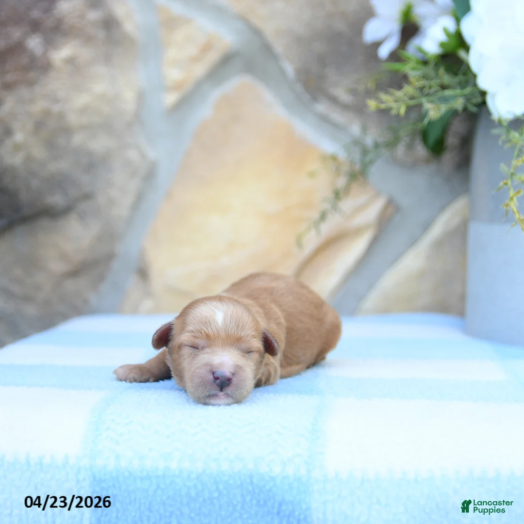 Cavapoo dogs for sale: Forest - Ad 1