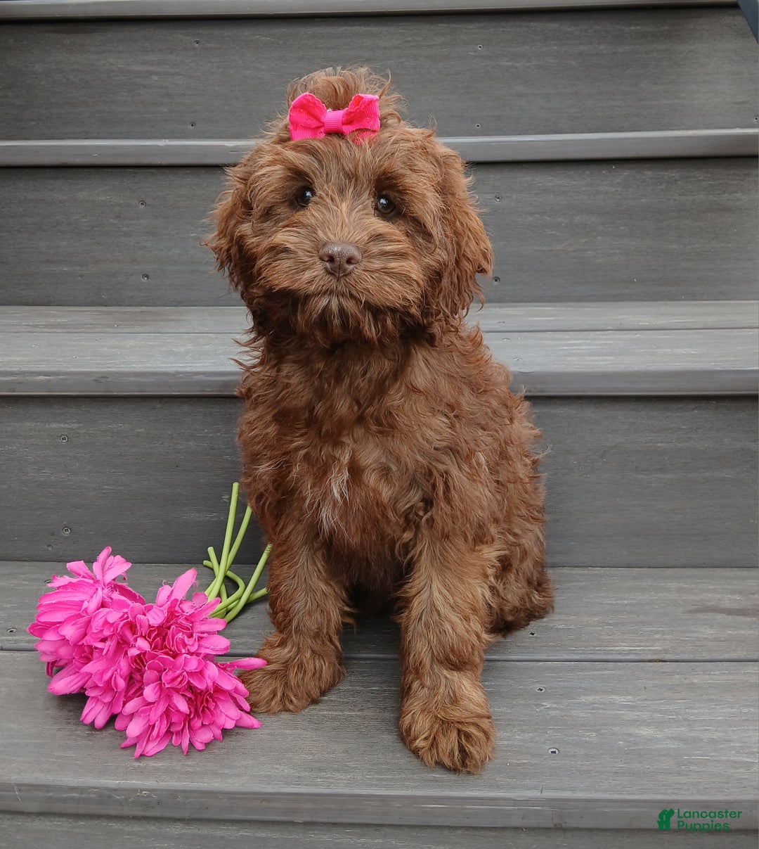 Cockapoo dogs for sale: Zola - Ad 1