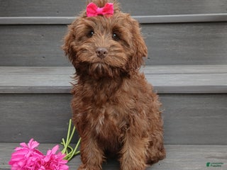 Cockapoo dogs - Ad 7