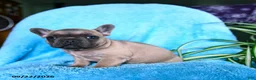 French Bulldog dogs for sale: Foster - Ad 6