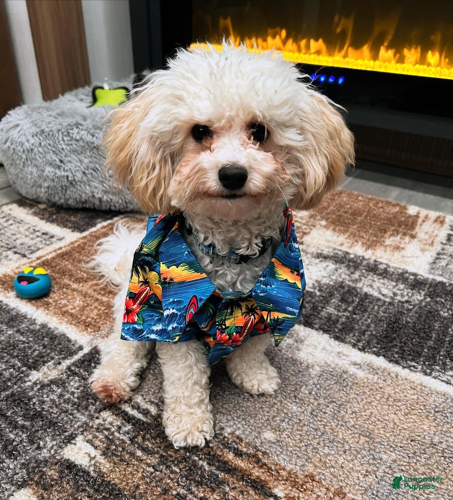 Bichpoo dogs Bob Bichpoo - Ad 1