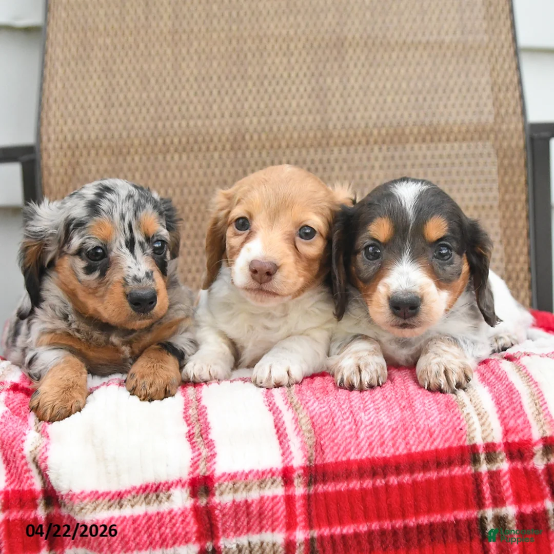 Dachshund dogs for sale: Thomas - Ad 3