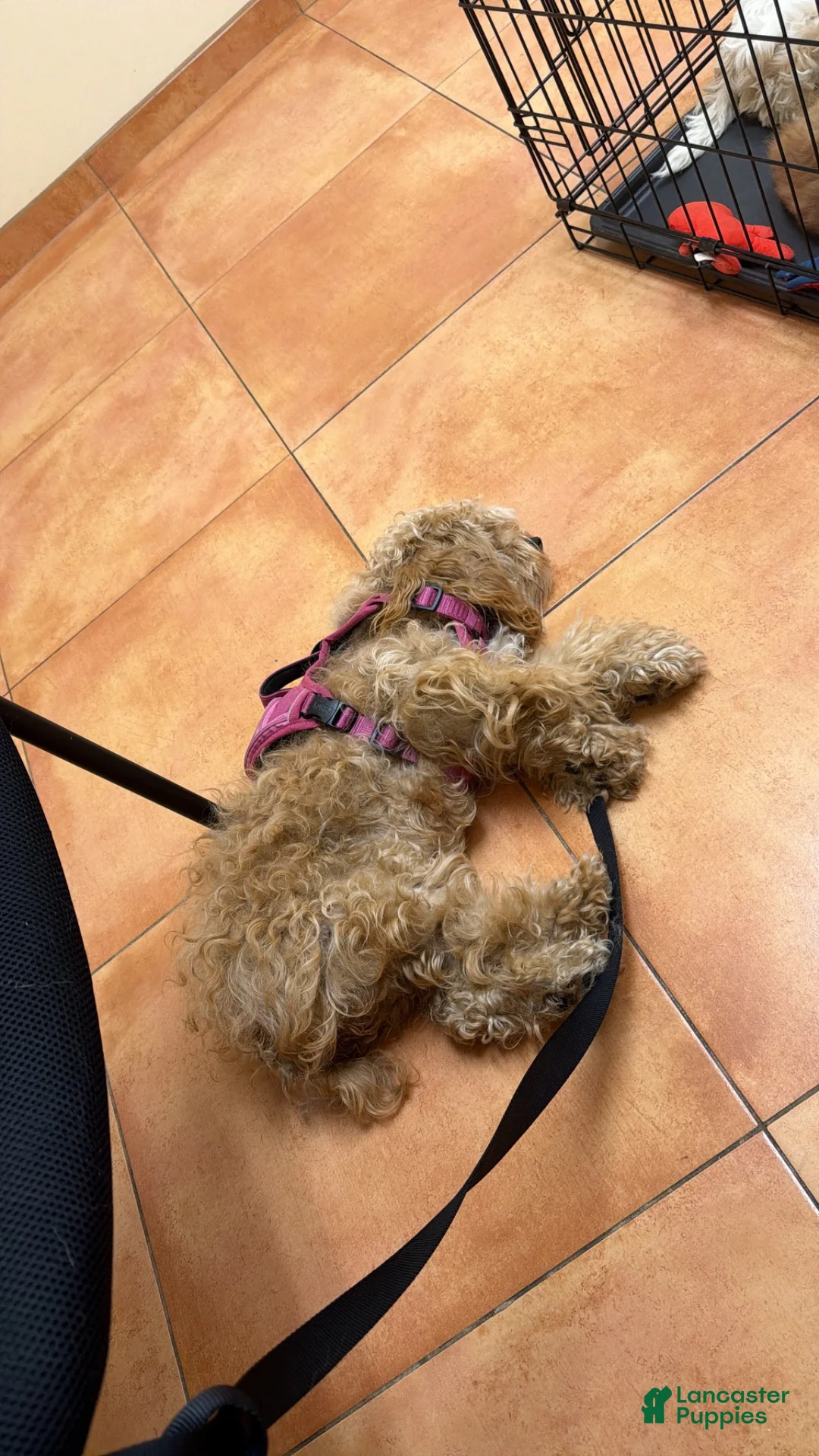 Mixed Breed dogs for sale: Robin  Mixed Breed 1 - Ad 5