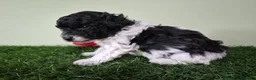 Miniature Poodle dogs for sale: Cooper - Ad 5