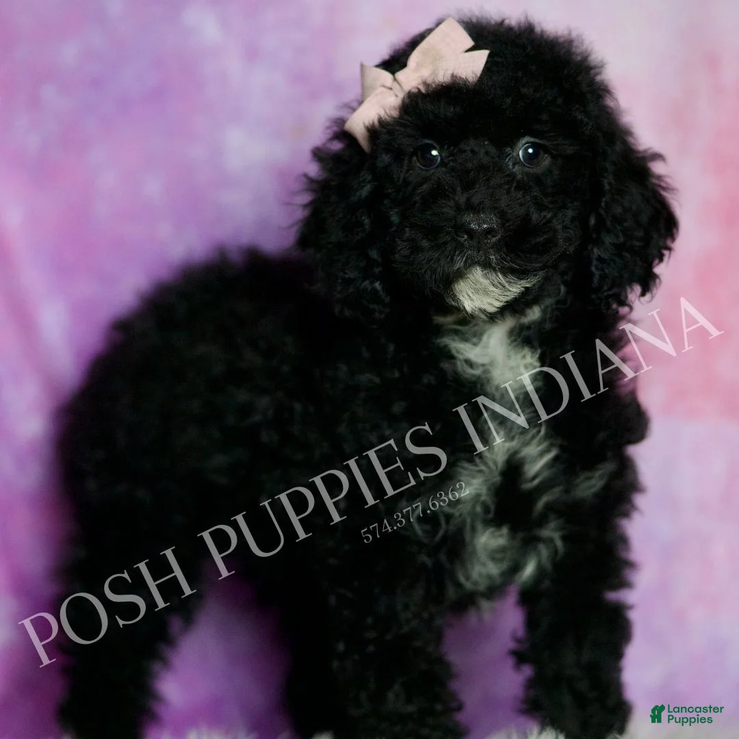 Standard Poodle dogs for sale: Esmee - Ad 1