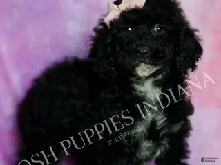 Standard Poodle dogs Esmee - Ad 19