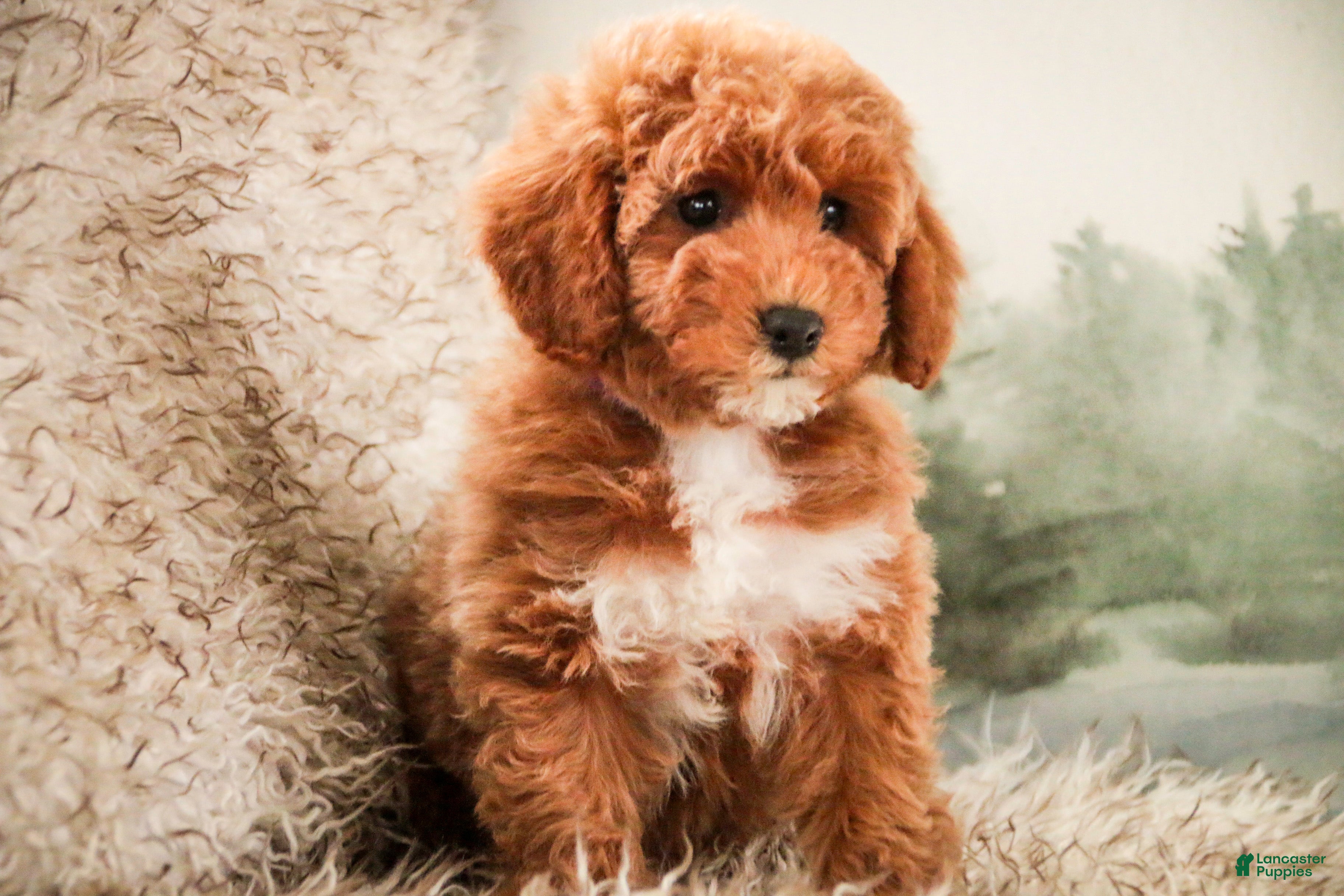 Miniature Poodle dogs Jill - Ad 2
