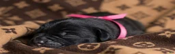 Cane Corso dogs for sale: Midnight Groove’s The Sweetest Taboo - Ad 5