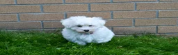Maltese dogs for sale:  Jaden - Ad 3