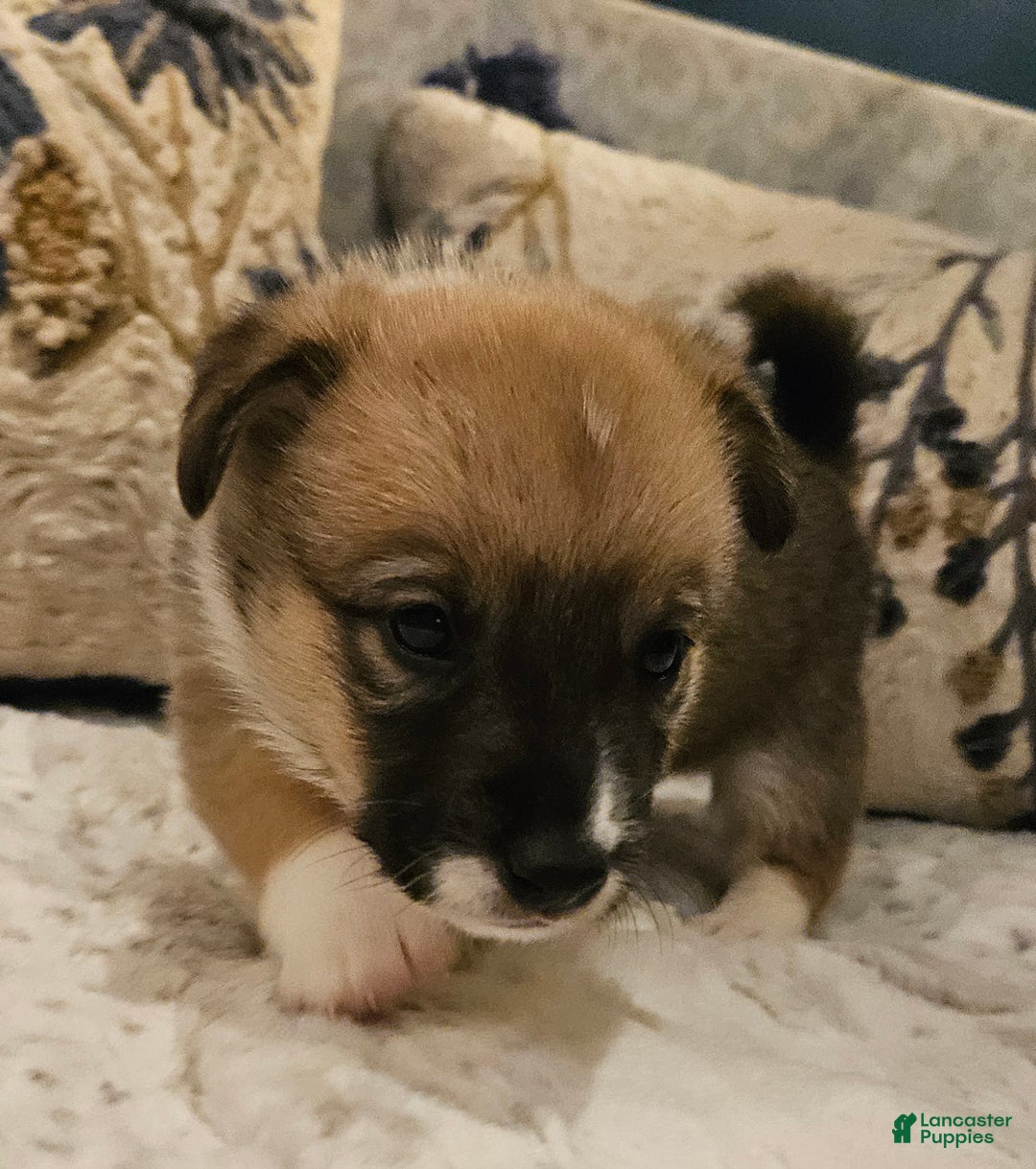 Mixed Breed dogs for sale: Rocky Balboa - Ad 2