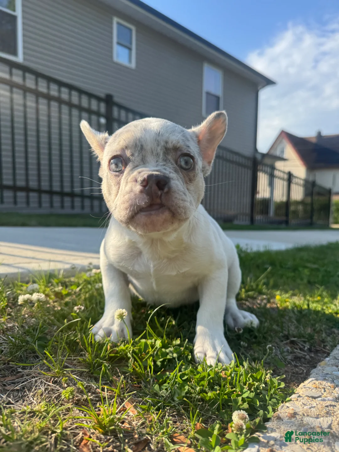 French Bulldog dogs for sale: French Bulldog Puppy 1 - Ad 9